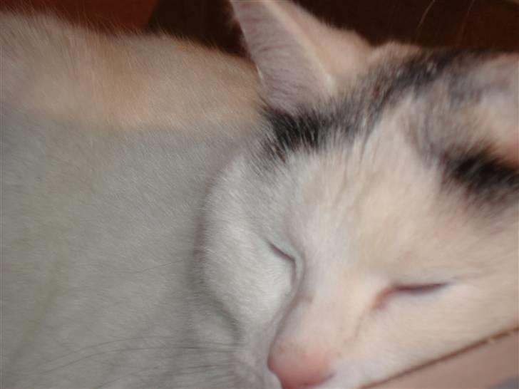 Huskat lulu - En sød lille dame der ligger og sover:D billede 1