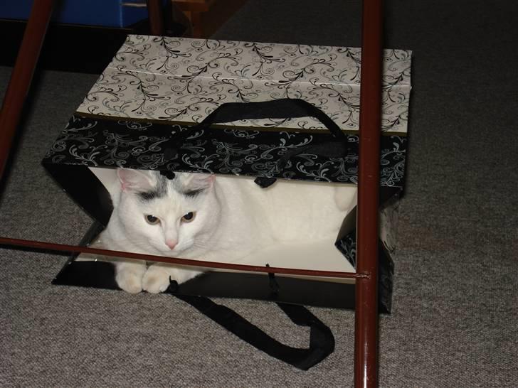 Huskat lulu - Lulu har et eller andet med at sove i  helt små kasser eller måske nogle poser billede 2