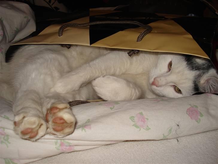 Huskat lulu - Lulu elsker at sove i små tasker:D  billede 3