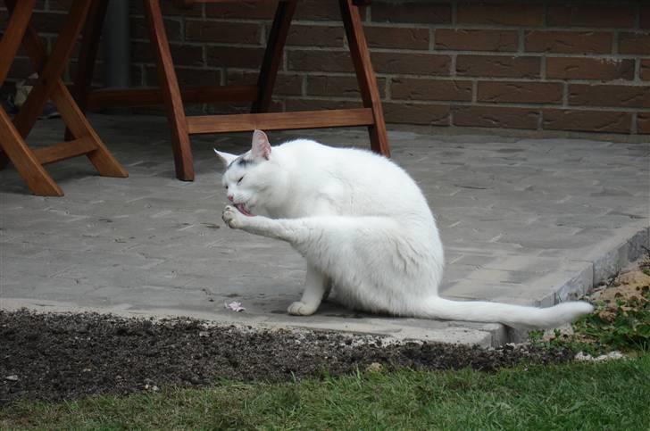 Huskat lulu - Hun skal lige slikke sig lidt på den nye terrase billede 4