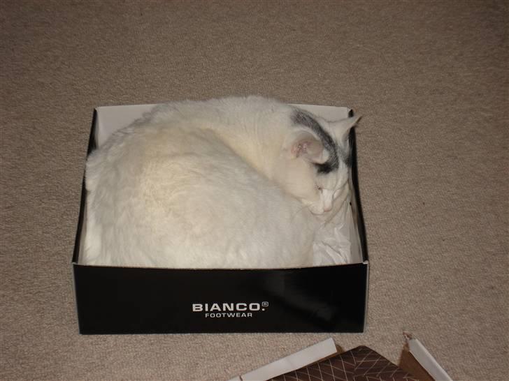 Huskat lulu - Lulu sover dejligt i sin skoæske:D billede 5