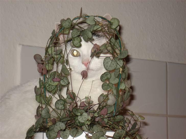 Huskat lulu - Hun kan også godt li at spise mors planter billede 6