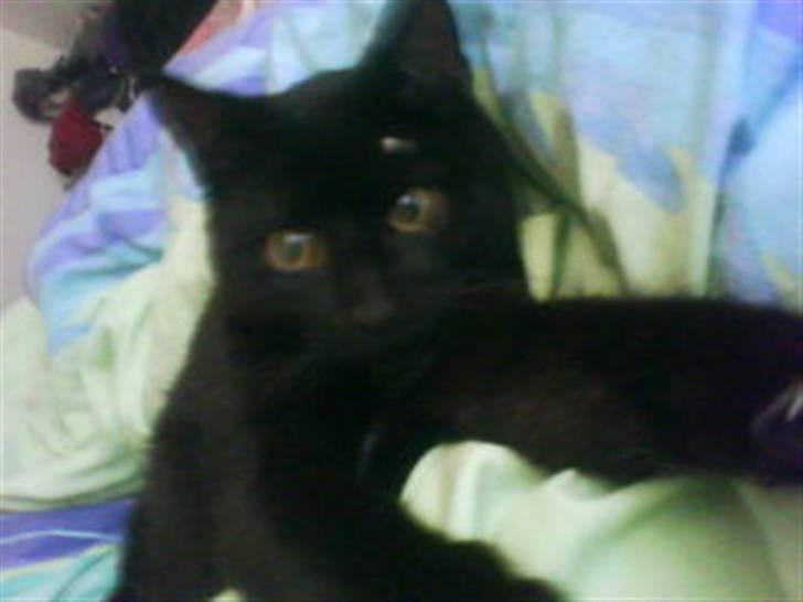 Blanding af racer Blackie billede 6