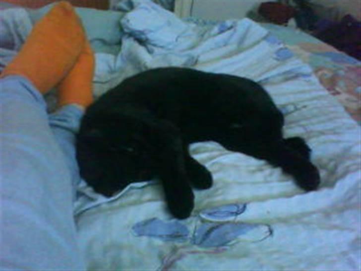 Blanding af racer Blackie billede 7