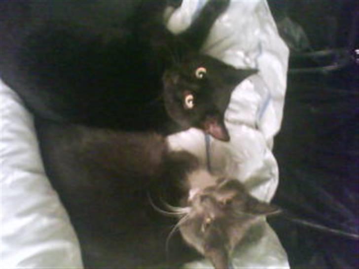 Blanding af racer Bambi - Blackie og Bambi :) billede 16