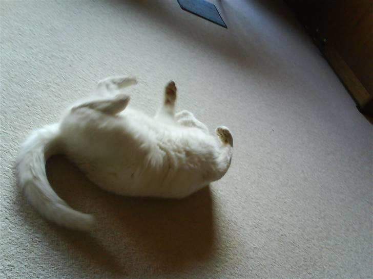 Huskat lulu - lulu elsker også at ligge og rulle rundt på gulvet (i det mindste bare få opmærksomhed:D) billede 7