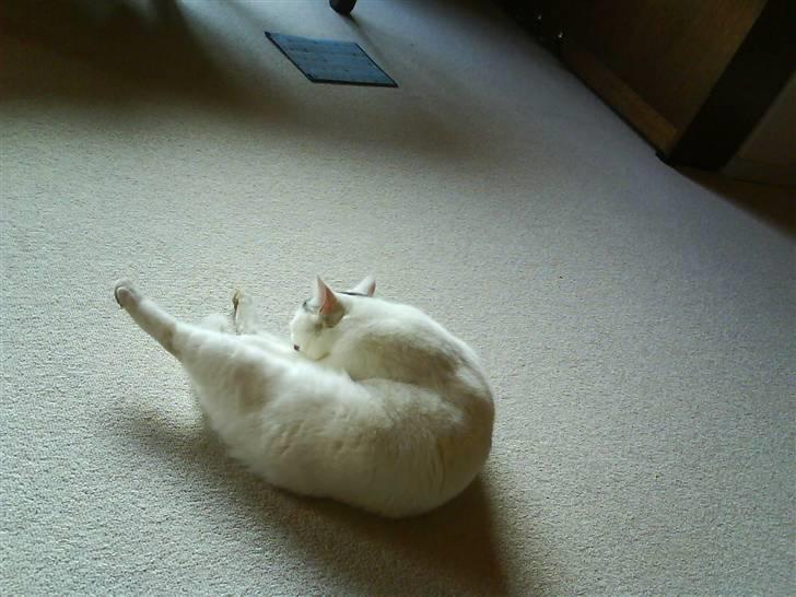 Huskat lulu - Når hun strækker sig eller slikker sig er hun meget akrobatisk. billede 8