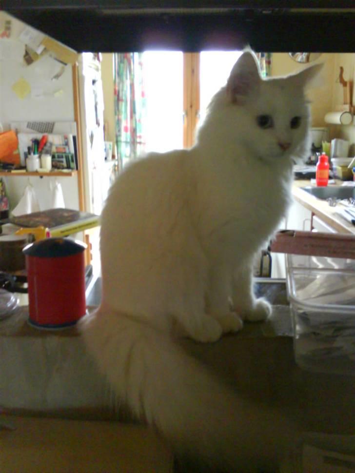 Maine Coon Tinka - Bedste udsigt billede 13