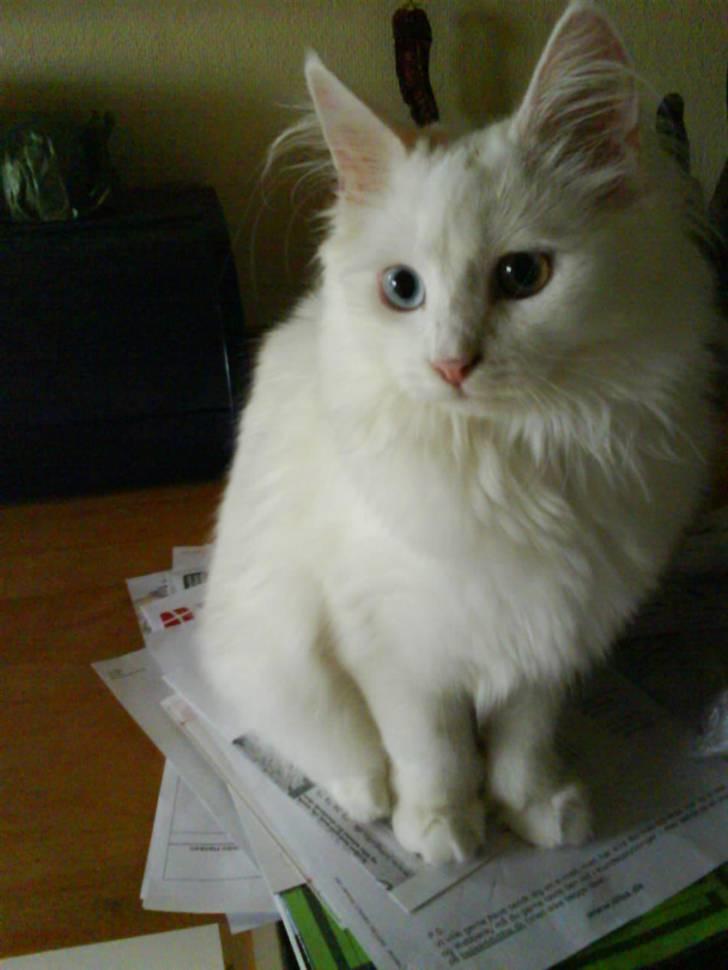 Maine Coon Tinka - dejlige Tinka billede 14