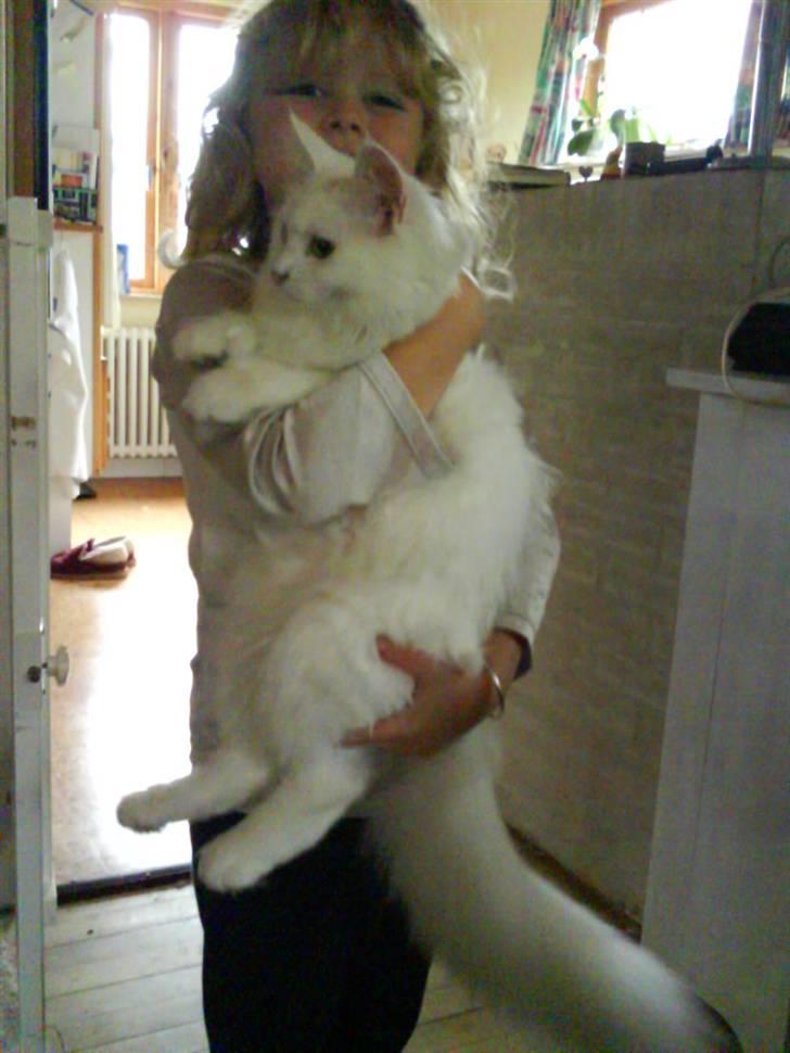 Maine Coon Tinka - Så bliver jeg slæbt på igen igen billede 15