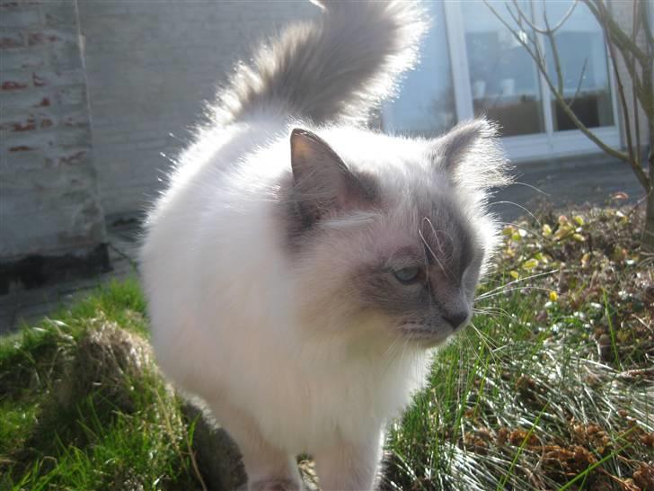 Ragdoll Caro - Caro kan godt lide at være udenfor, men hjemmets trygge rammer skal være tæt på ;) billede 1