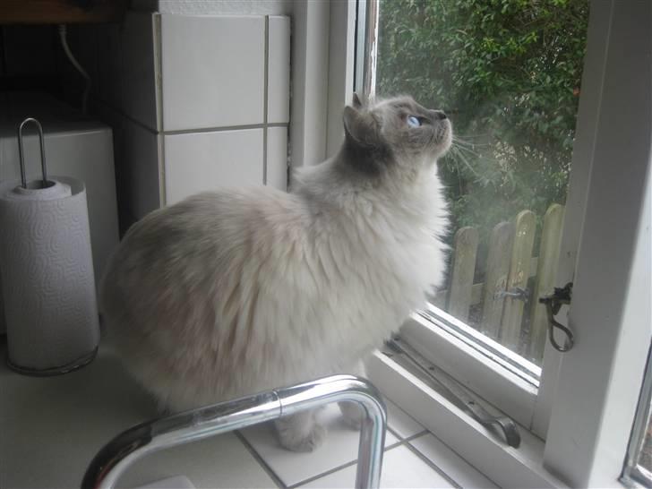 Ragdoll Caro - Caro elsker at kigge på fuglene udenfor gennem vinduerne, men er lidt bange for at komme ud til dem :P billede 2