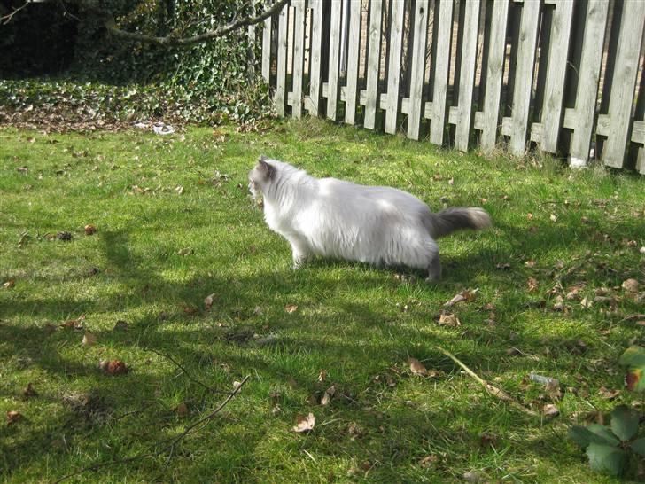 Ragdoll Caro - Caro på en tur i haven billede 3