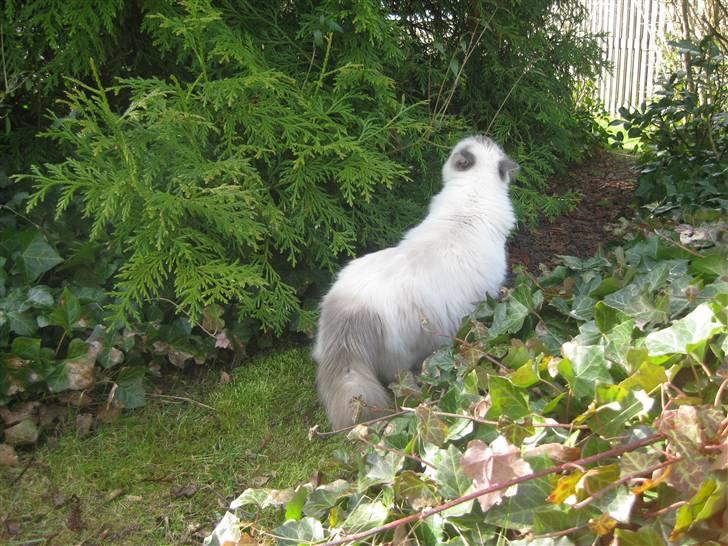 Ragdoll Caro billede 4