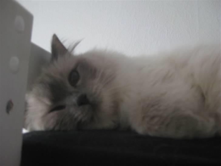 Ragdoll Caro - Hun er også en rigtig kælekat, der elsker at ligge et varmt sted, og blive nusset :) billede 5