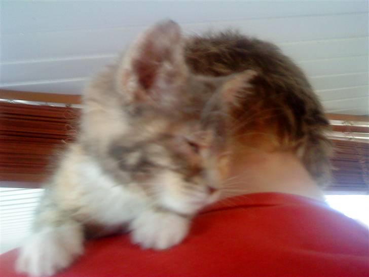 Blanding af racer tigerlilly  r.i.p billede 1