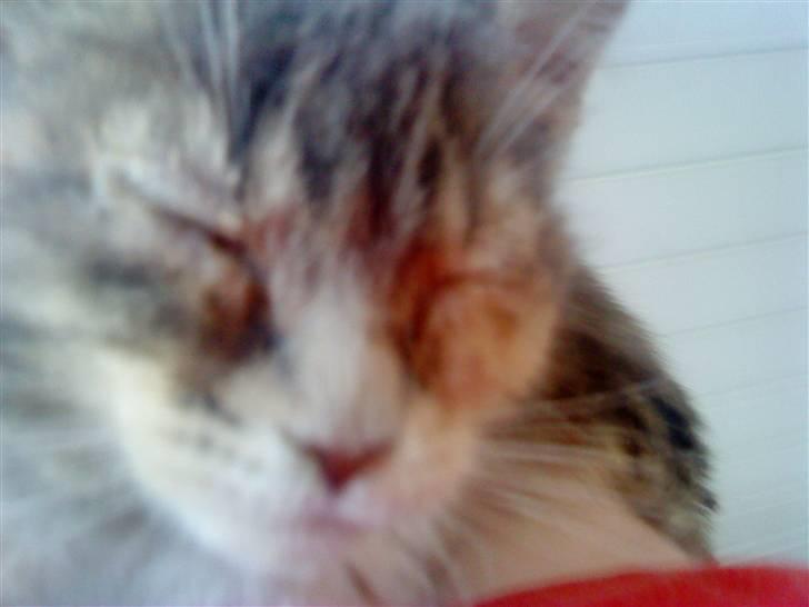 Blanding af racer tigerlilly  r.i.p billede 2