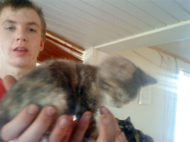 Blanding af racer tigerlilly  r.i.p billede 3