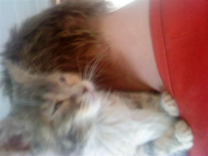 Blanding af racer tigerlilly  r.i.p billede 4