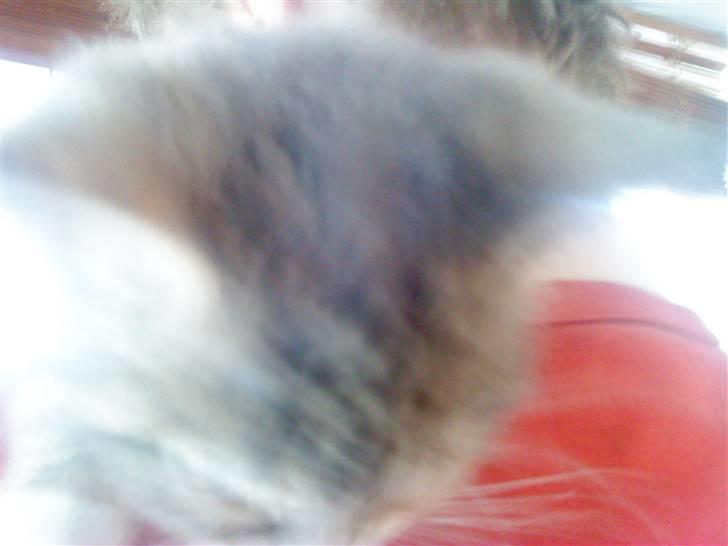 Blanding af racer tigerlilly  r.i.p billede 5