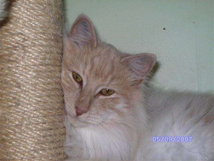 Norsk Skovkat Findus - Jeg krammer mit dejlig kradse træ. billede 1