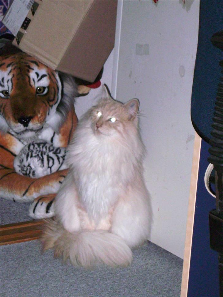 Norsk Skovkat Findus - Hej ! billede 2