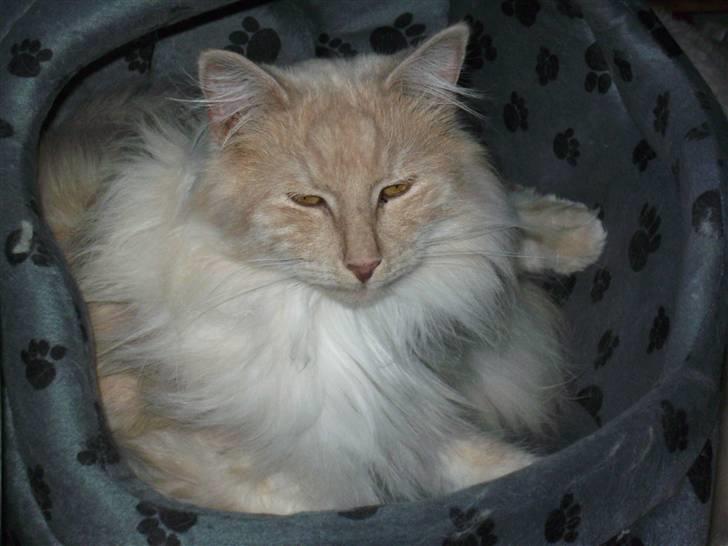 Norsk Skovkat Findus - Her ligger jeg da meget godt. billede 3