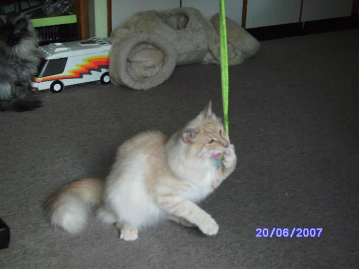 Norsk Skovkat Findus - Bliv i min mund . billede 4