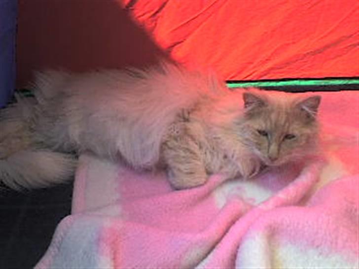 Norsk Skovkat Findus - Ah, i telt, hvor er det hyggeligt. billede 5