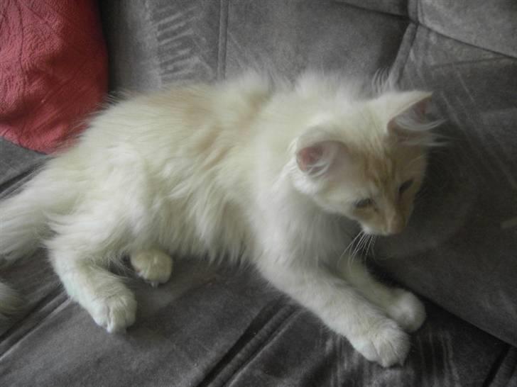 Norsk Skovkat Findus - Da han var lille billede 6