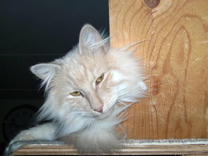 Norsk Skovkat Findus - Dav, var du der. billede 7