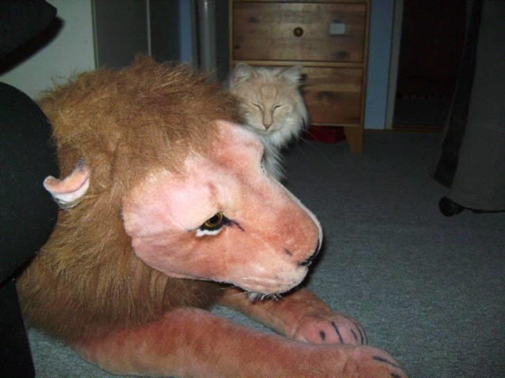 Norsk Skovkat Findus - Dav, her er min far, hr. løve. billede 8