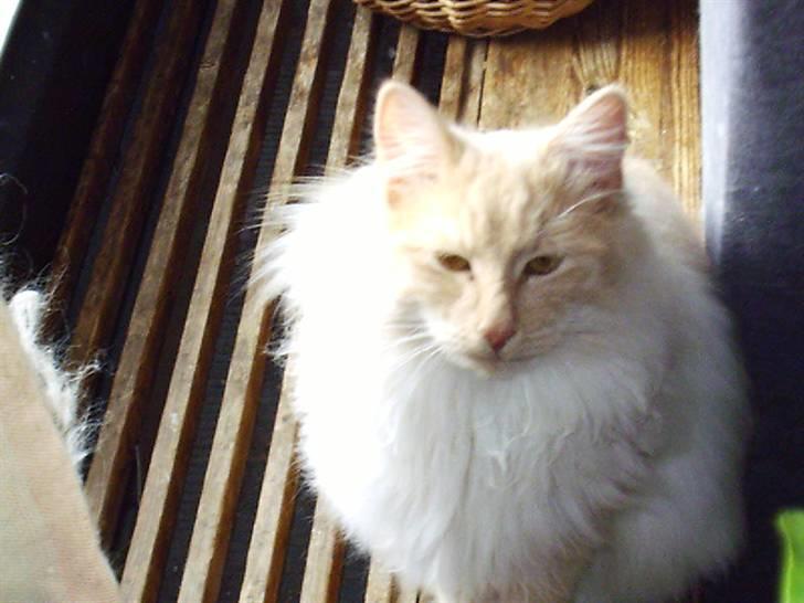 Norsk Skovkat Findus - Så bar sofaen billede 9