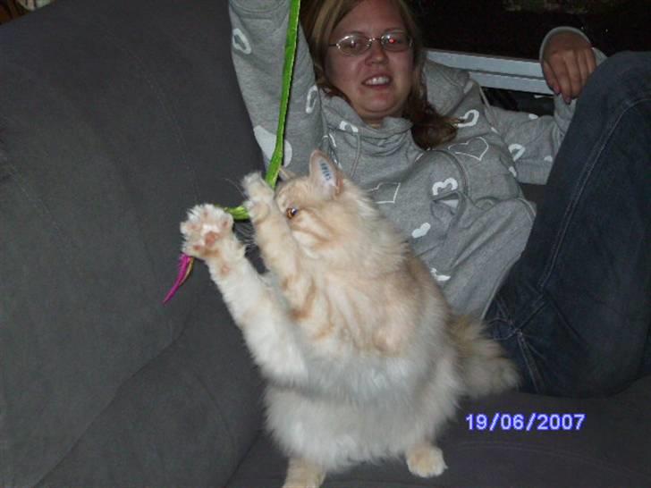 Norsk Skovkat Findus - Giv mig den, i mine store poter. billede 10