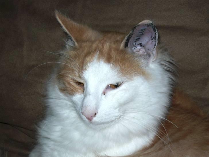 Norsk Skovkat Gilbert - Hej mit navn er Gilbert. billede 2