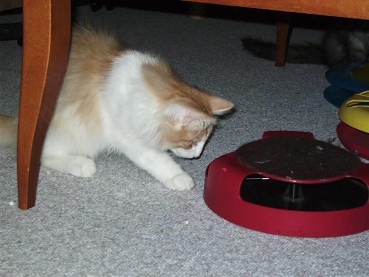 Norsk Skovkat Gilbert - Uha, der er en mus der løber rindt der inde. billede 3