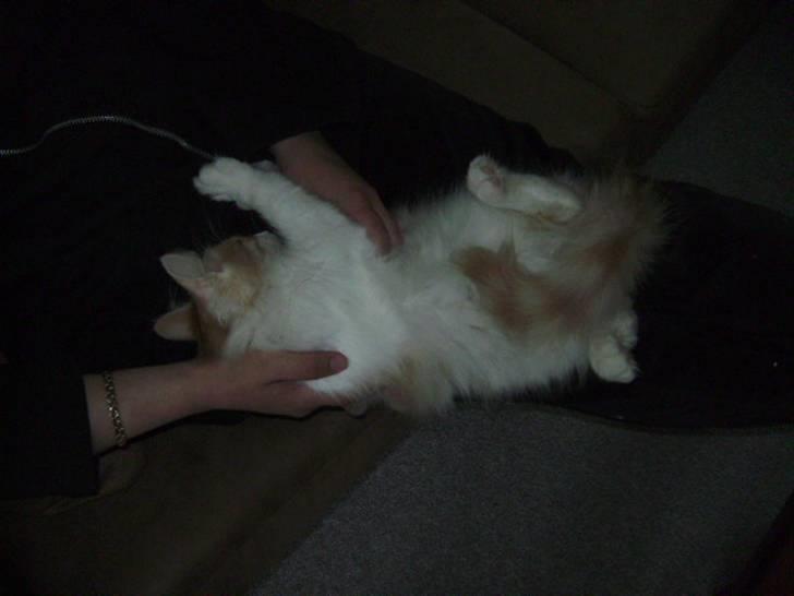 Norsk Skovkat Gilbert - Putte billede 4