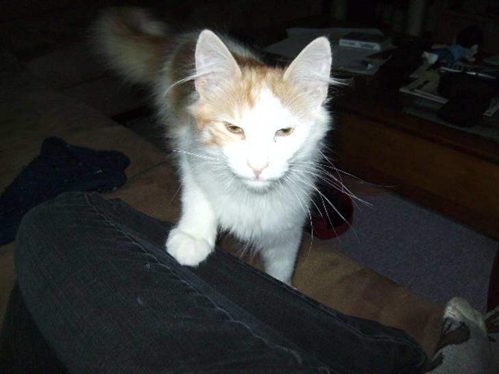 Norsk Skovkat Gilbert - Hvad er det du har der ? billede 6