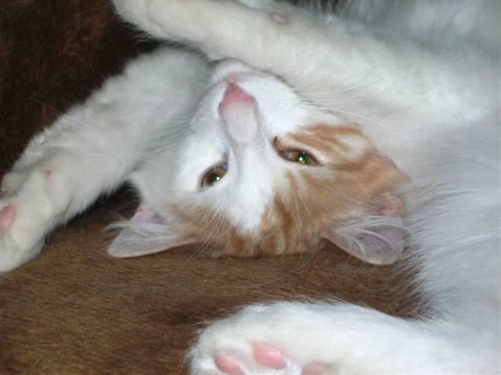 Norsk Skovkat Gilbert - Lidt fjollet igen igen billede 7