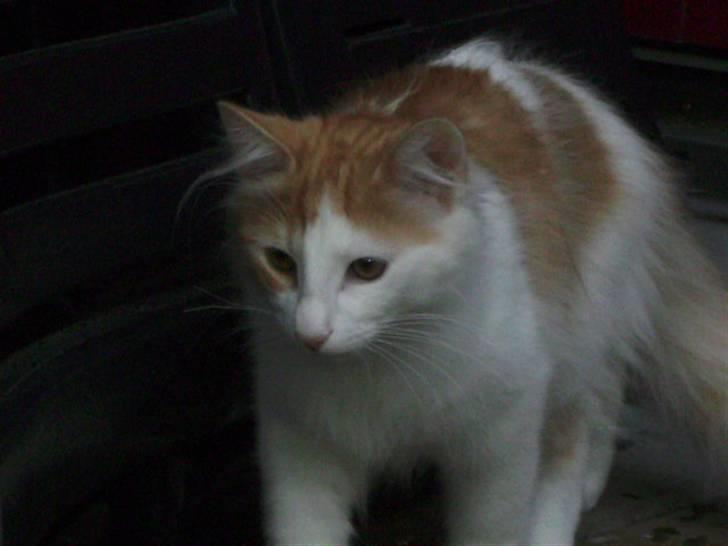 Norsk Skovkat Gilbert - Her kommer han så bare gående. billede 8