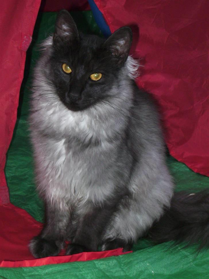 Norsk Skovkat Grumse - Grumse bevogter teltet. billede 1