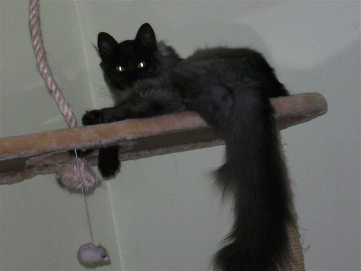 Norsk Skovkat Grumse - Hyggeligt på hans ynlis kradse træ billede 2