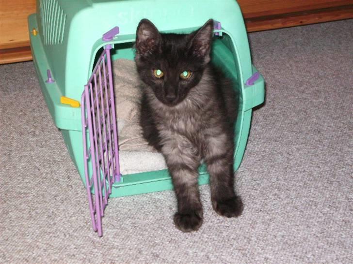 Norsk Skovkat Grumse - Det første skrit ud af kassen efter et være kommet. billede 3