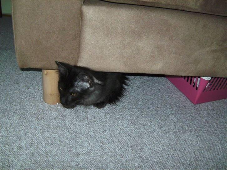 Norsk Skovkat Grumse - Her er lidt farlidt, gemmer mig her. billede 4