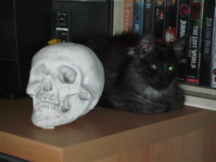 Norsk Skovkat Grumse - Gemmer sig bag skillet hovedet billede 5