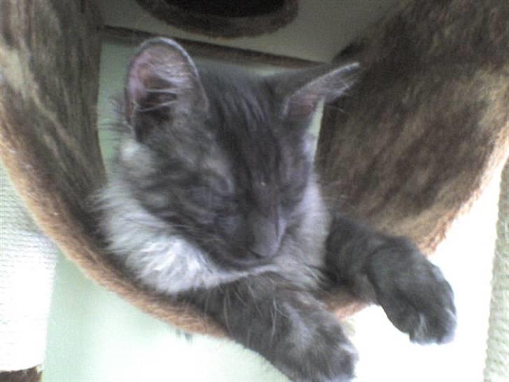 Norsk Skovkat Grumse - Grumse i bugen. billede 6