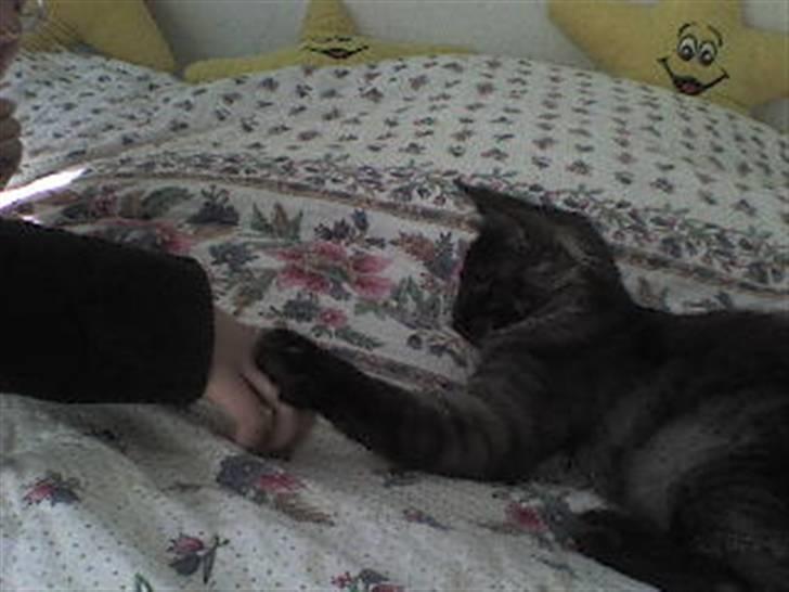 Norsk Skovkat Grumse - Jeg kn give pote, er jeg ikk dygtig billede 7