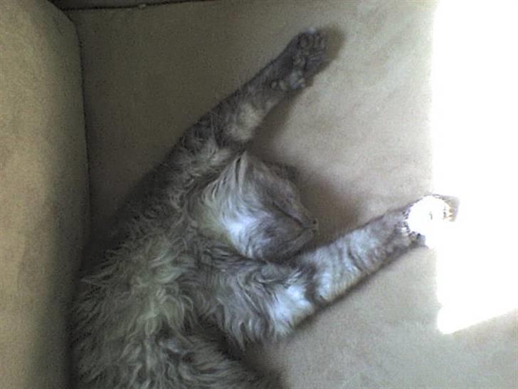 Norsk Skovkat Grumse - Hænderne op elelr bukserne ned. billede 8