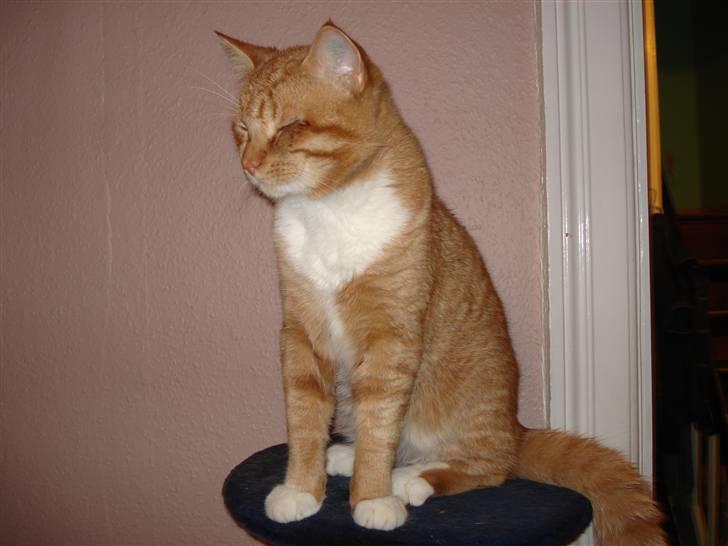 Blanding af racer Relan - nam nam billede 1