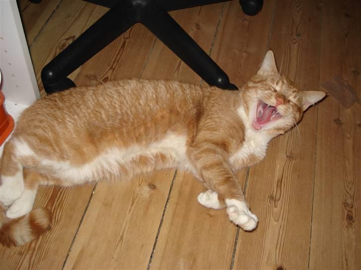 Blanding af racer Relan billede 2